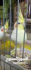  1 كوكتيل لاتيني للبيع معه بيضتين