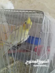  3 جوز كوكتيل مع المطير تحتي بيض