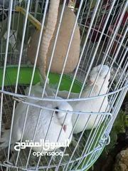  3 جوز حمام مكاوي ابيض عراقي نظيف