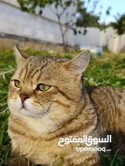  3 موجود ذكر سكوتش عمره سنه وشوي وطالب تزاوج مطلوب انثى لي تزاوج في جرش بدون مقابل مش للبيع او لتبني