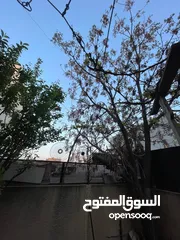  1 عمارة رقم 1 سعر حرق