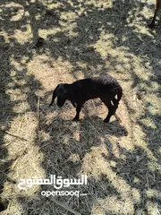  4 كبش وحمل صغير