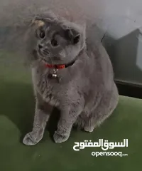  4 Pregnant Scottish fold for sale