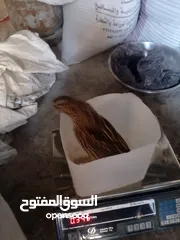  5 فرض طيور سمان