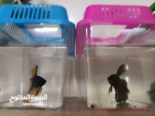  1 Betta fish