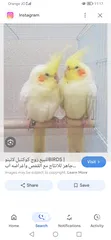  1 جوزين كوكتيل جوز لاتينو و جوز أنثى ازابيل و الذكر بايد معهم فرخ قريب ينفطم و بايضات