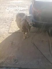  13 قرقير عدد إثنين للبيع