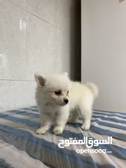  5 Baby Pomeranian in Dubai