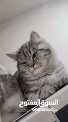  8 Available kittens for sale high quality breed Cats (Silver British breed & Scottish straight breed.)