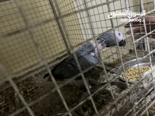  1 ذكر كاسكو غير أليف جاهز للإنتاج African grey