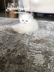  1 Persian cat for sale