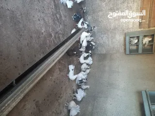  9 طيور حمام هزاز وكرينقوا