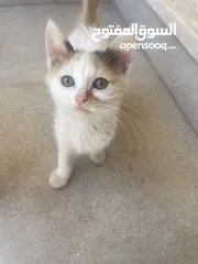  4 Kittens need home mom ran over by car -