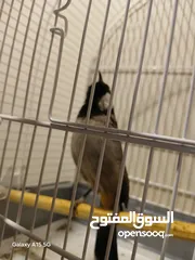 3 بلبل عراقي