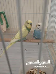  1 حوز بادجي (طيور الحب) جاهز للإنتاج بألوان مميزة