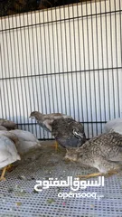  5 سمان ملكي / سمان صيني button quail  King quail