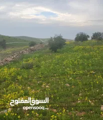  9 للبيع مزرعه 4.5 دونم في حمنانه المفرق ام حبل مخدومه