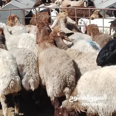  3 صباحي جديان خرفان نعاج وثنايا نخب النخب