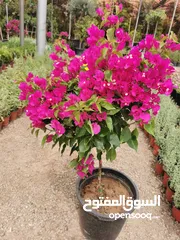  10 جميع أنواع الأشجار ( أشجار زينة - أشجار مثمرة )