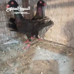  12 حمام للبيع