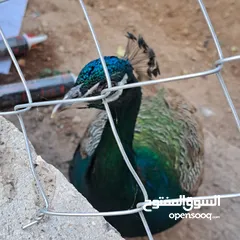  9 ذكر طاوؤس هندي للبيع
