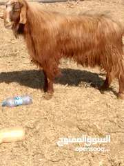  3 تيس لحم او مقنوي للبيع