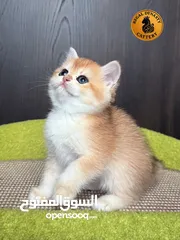  9 High-level British Shorthair kittens with pedigree