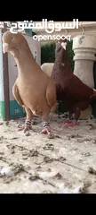  2 جواز وفردات كل اشي الو سعرو الاسعار بالوصف