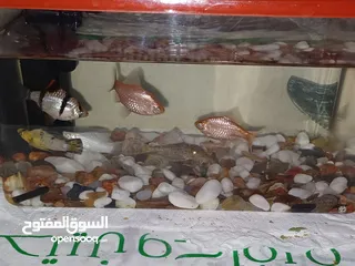  1 Fish aquarium with fish