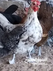  4 دجاجات للبيع