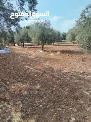  9 من أجمل قطع الرمان جميع الخدمات مشجرة