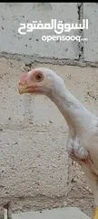  11 صيصان وديوك باكستاني