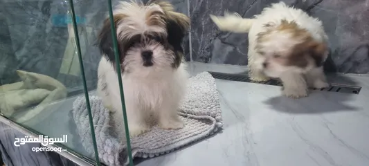  2 Shitzu puppy