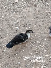 2 وز بط حبش للبيع