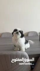  1 Pure shih tzu