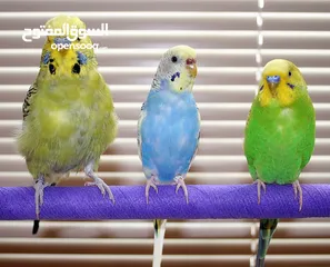  4 onle parrot