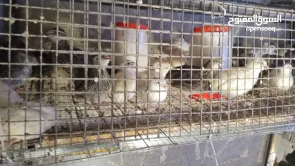  3 طيور الفري لونين ابيض و اسود اعمار مختلفة