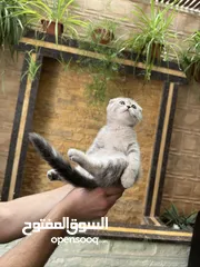  28 قطط سكوتش فولد وسكوتش ستريت للبيع اقرأ الوصف