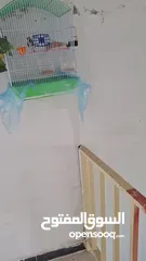  2 جوز حسون باضت بدون فحل