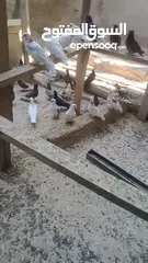  3 حمام بلدي نظيف شغال 100%  ااااااااااااالجوز على 3.5 الله يبارك