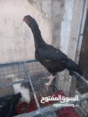  5 ست جاجا ت ودييكين