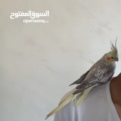  3 ذكر كوكتيل عمر 5 اشهر  البيع مع القفص