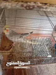  7 فراخ كنار وفراخ كوكتيل للبيع