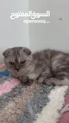  6 Scottish fold kitten