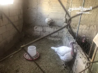  2 جوز حبش هولندي حجم جامبو ضخم