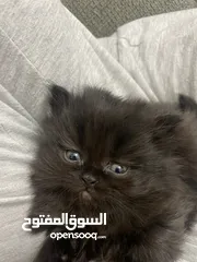  4 سكوتش ستريت /بيرجين