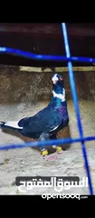  1 حمام للبيع فحول زق وجوز بواز