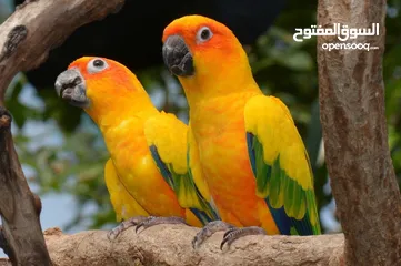  12 مطلوب طيور للتبني لغاوي  Birds wanted for adoption