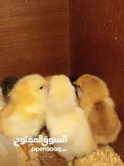  1 صيصان دجاج بلدي ترقيد  عمر  شهر ونص عدد 30 للبيع (الصوص دينار ونص نهائي) الصور  تعبيريه