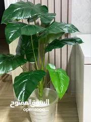  5 اشجار زيينه